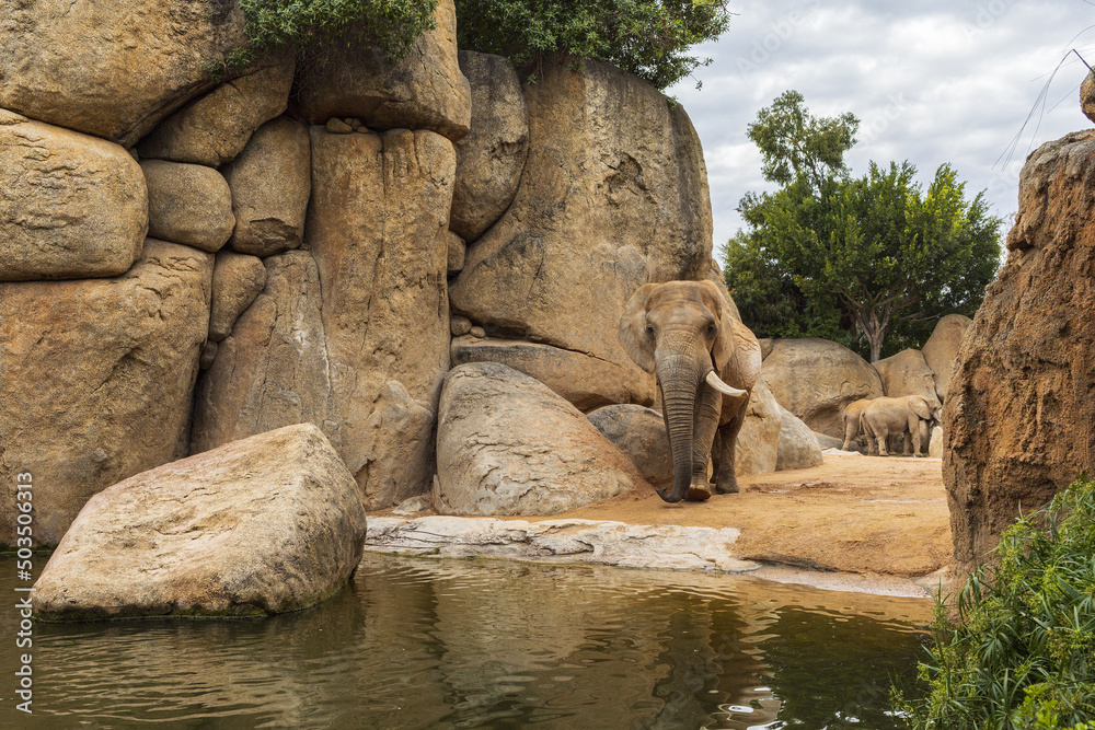 Elephants in zoo park, group of animals in natural landscape