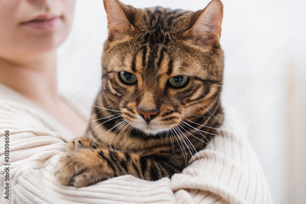 Cropped view of blurred woman holding bengal cat.