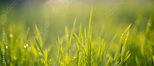 Green fresh grass with dew. Background with grass and blurred background.