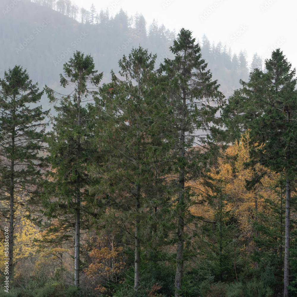 Fototapeta premium Stunning epic colorful Autumn landscape image of Dodd Woods in Lake District