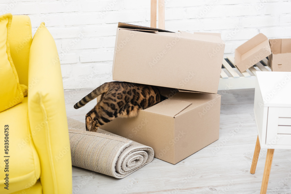 Fototapeta premium Bengal cat standing in cardboard box near carpet on floor.