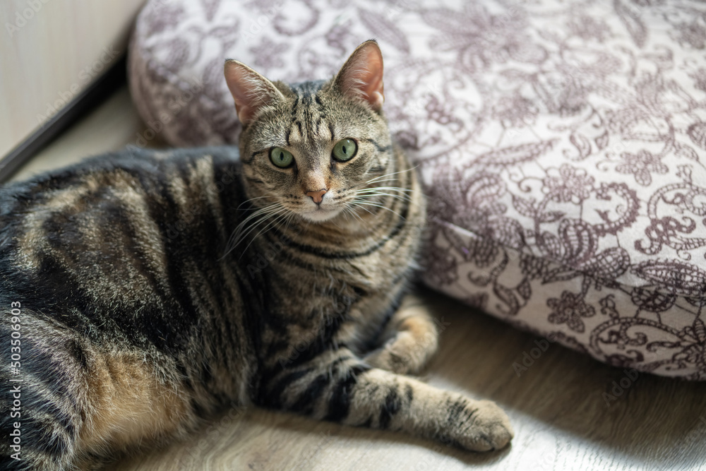 Portrait of a cat lying on the floor. Portrait of a cat lying on the floor.