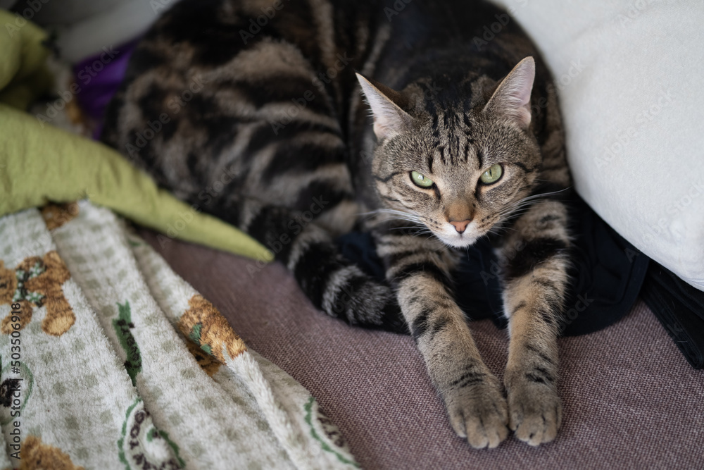 Portrait of a cat lying and pulling out light bulbs. Cute cat is stretching.