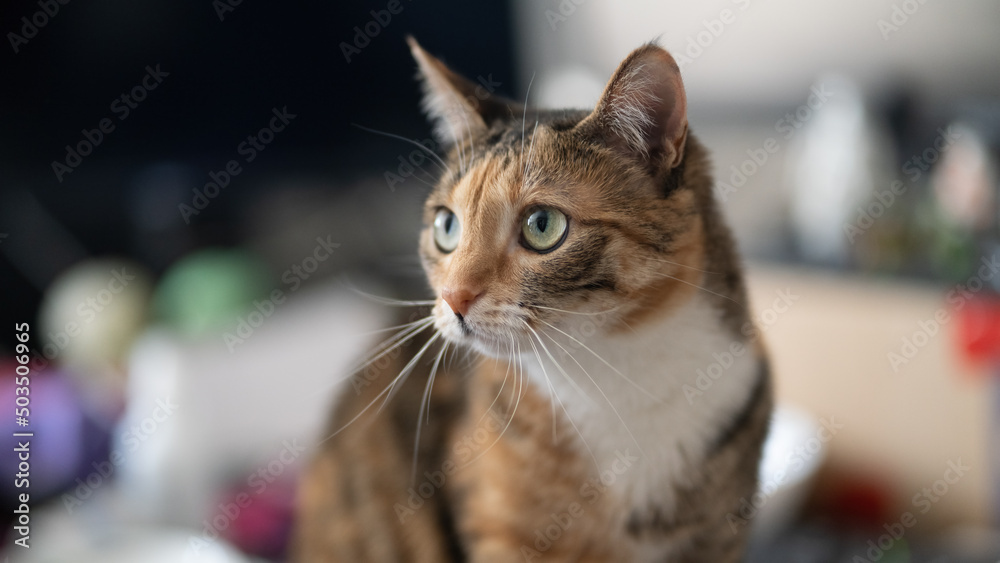 Portrait of a beautiful cat. Portrait of a beautiful cat.