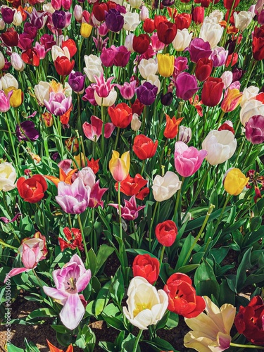 red and yellow tulips 