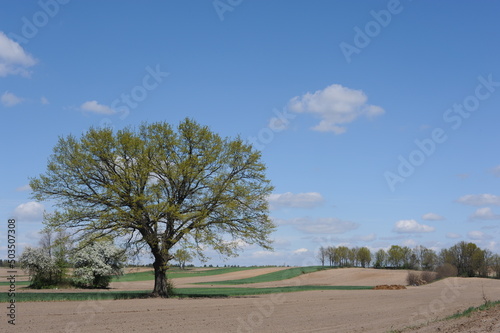 A beautiful rural countryside ecological farming landscape with a tree on a field and green meadow a sunny day with blue sky and white clouds in spring in Mazovia district of Poland, Europe
