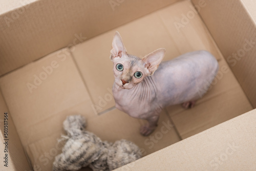 Top view of sphynx cat looking at camera near blurred toy in carton box.