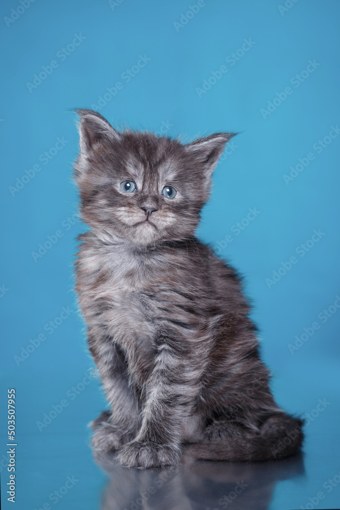 Maine Coon Kitten on a blue background. cat portrait in photo studio Maine Coon Kitten on a blue background. cat portrait in photo studio