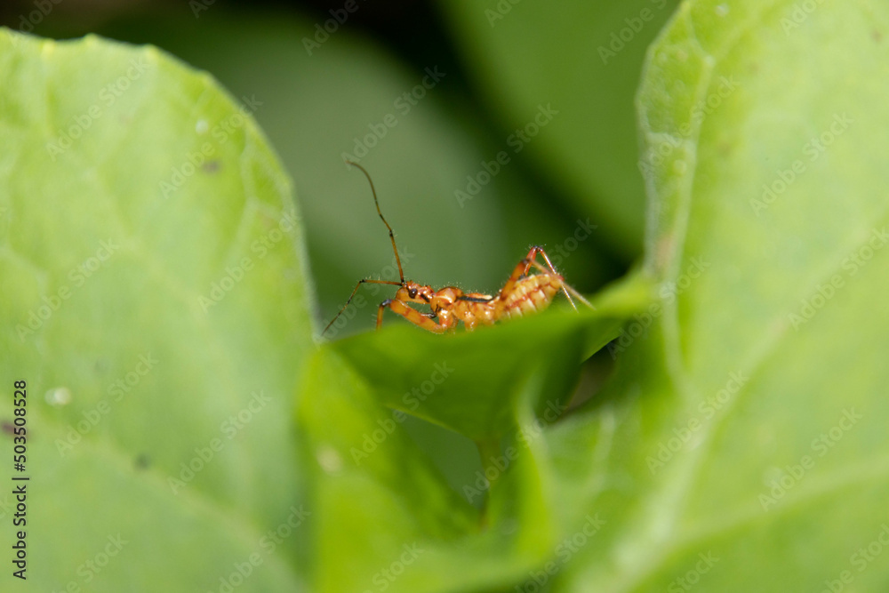 森の中の珍しい昆虫