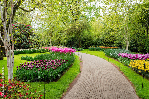 Fototapeta Naklejka Na Ścianę i Meble -  Colorful blooming pink tulips and yellow narcissus flowers alley in famous Keukenhof public garden - popular tourist destination at spring season in Netherlands, Lisse
