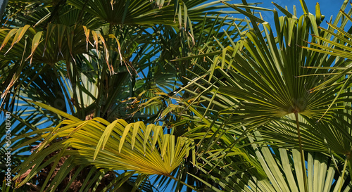 Close-up of palm leaves against blue sky. Copy space, foliage background. Vacation, concept, travel, tourism, resort