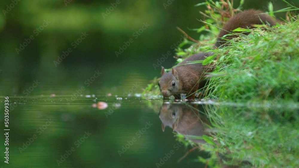 Squirrel collecting hazelnuts in the water of a natural lake in the wild. Squirrel collecting hazelnuts in the water of a natural lake in the wild.