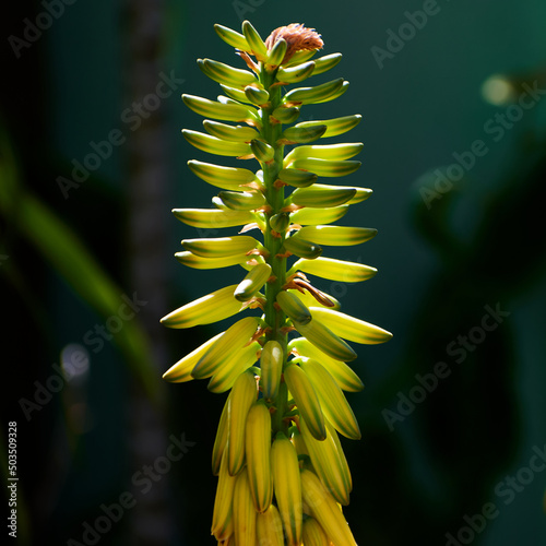 Close up view of a plant