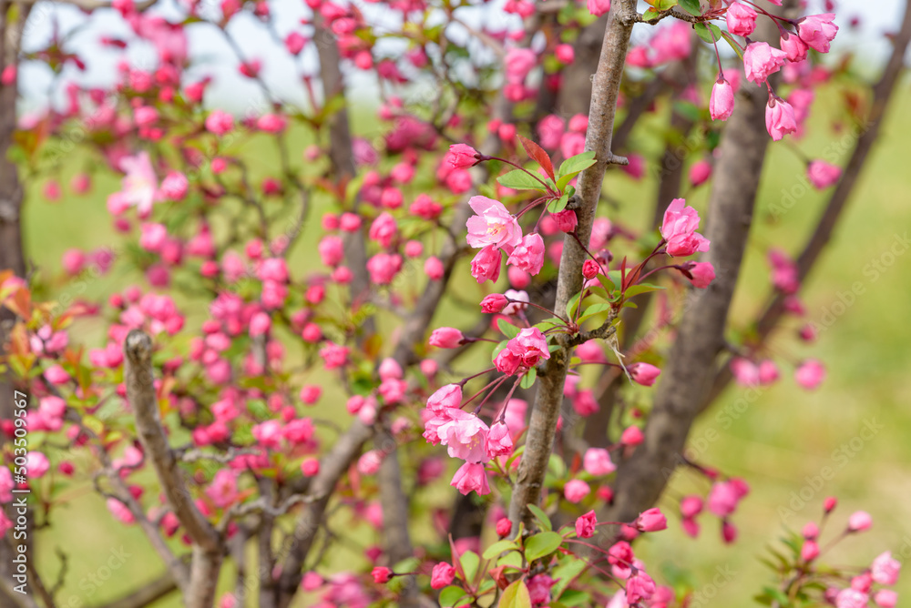 Flower of Hall crabapple starting to bloom Flower of Hall crabapple starting to bloom