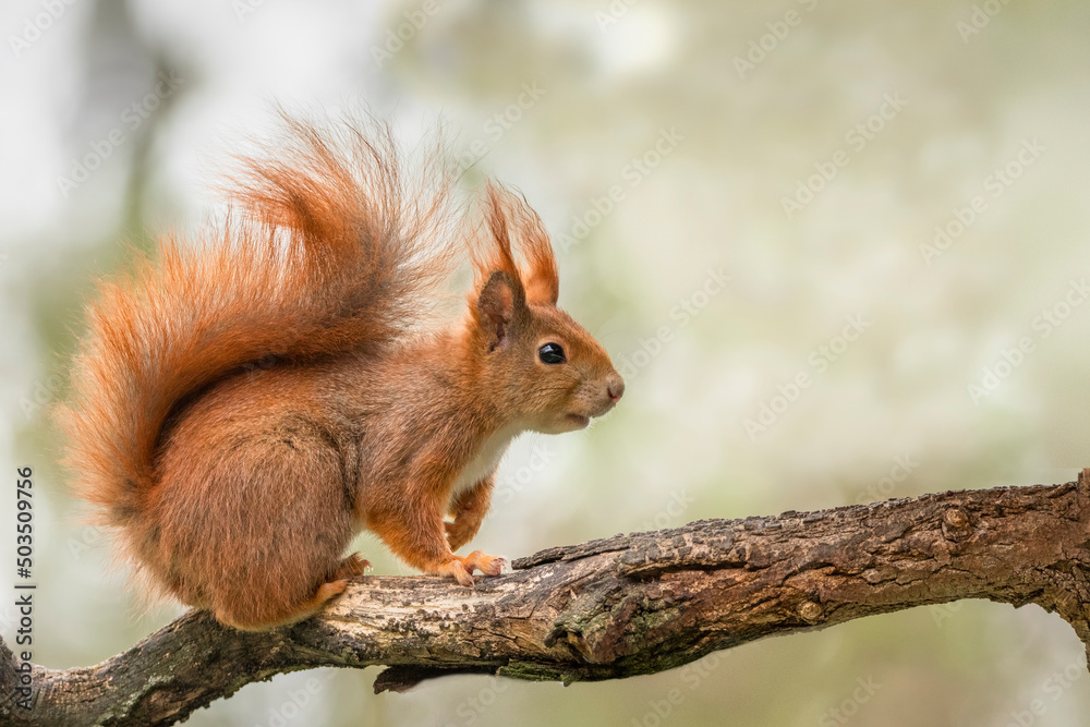 rotes Eichhörnchen auf Ast sitzend rotes Eichhörnchen auf Ast sitzend