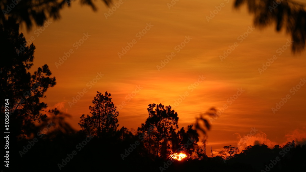 sunset in the afternoon behind the trees in the forest sunset in the afternoon behind the trees in the forest