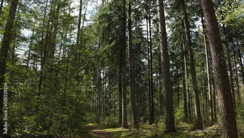 forest trees path green aerial drone shot