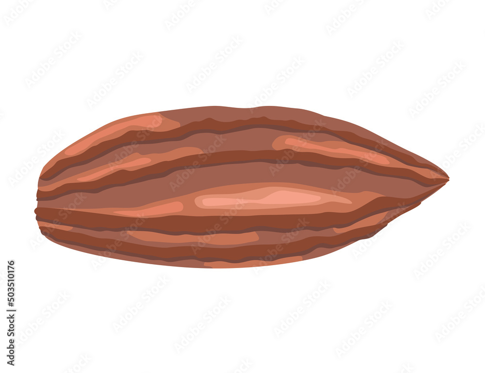 cacao seed grain cacao seed grain
