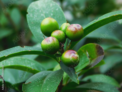 A bunch of bay laurel tree fruits.