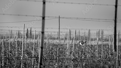 Vineyard worker