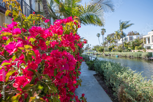 Blumen in den Venice Canals / Venice Beach / Kalifornien