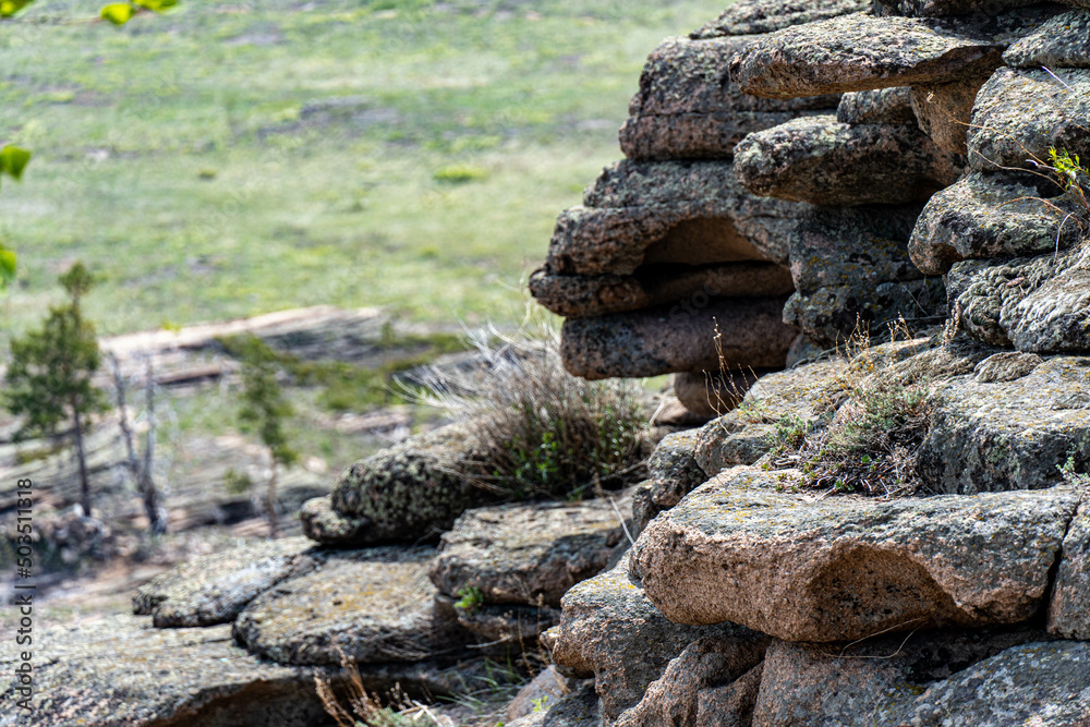 lizard on rock lizard on rock