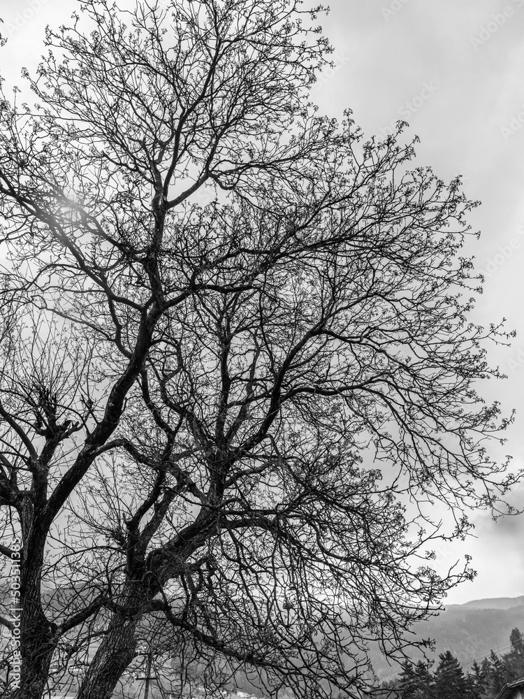 Baum Silhouette schwarz-weiss Baum Silhouette schwarz-weiss