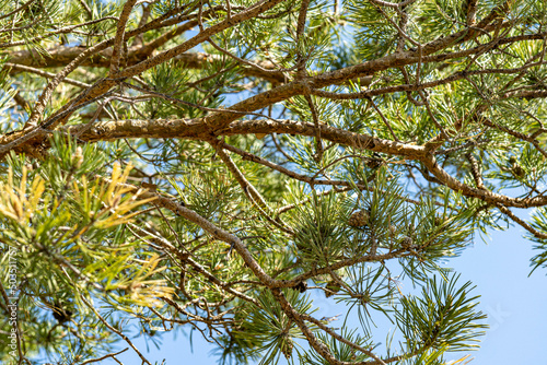 branches of a tree