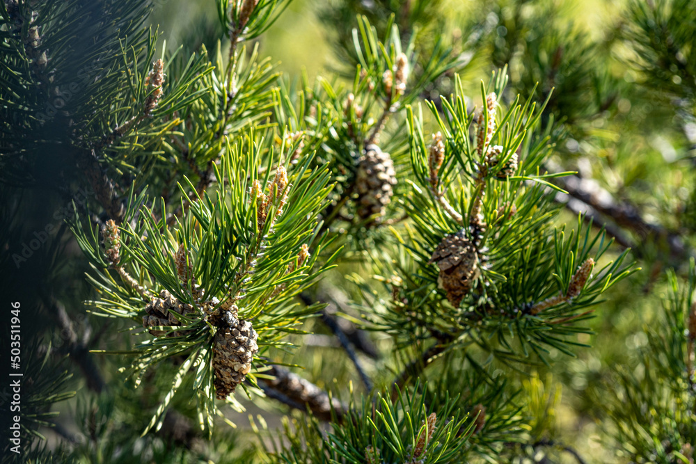 fir tree branch with cones