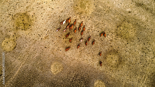 Aerial of cattle in rural wisconsin farmland