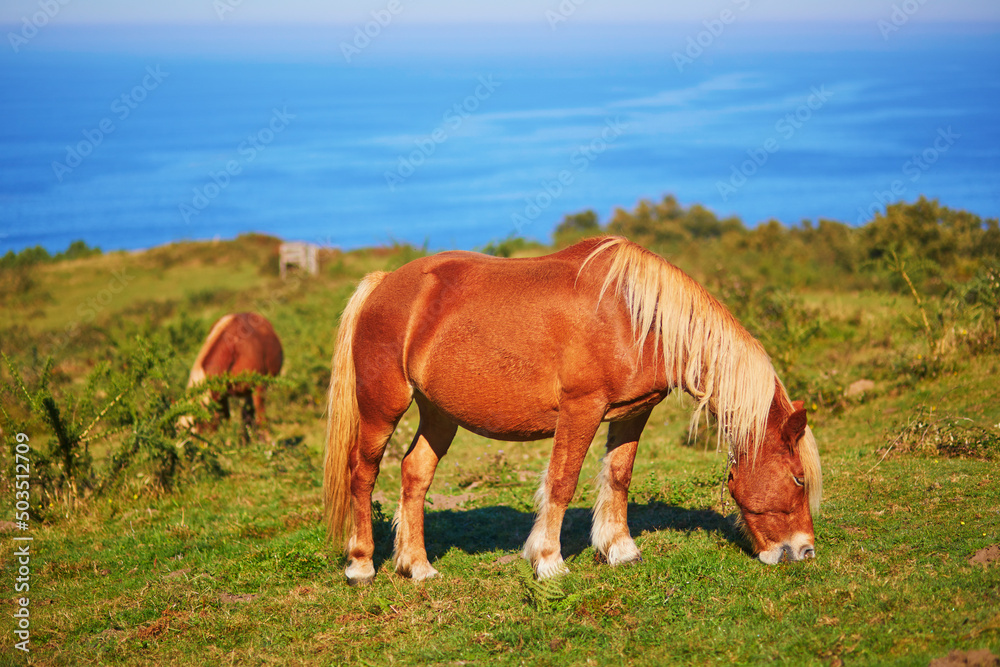 Obraz premium Horses grazing on meadow in Basque Country, Spain