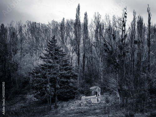 old building in forest