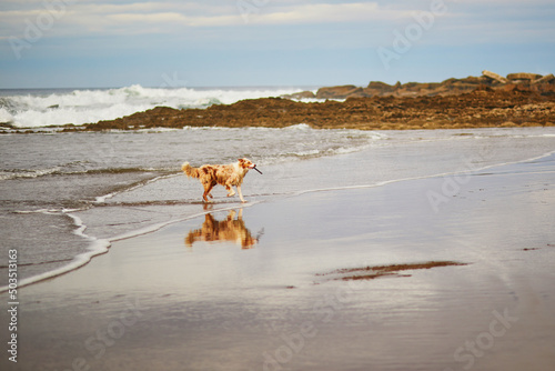 Retriever dog running and playing on the beach in Zumaia, Spain
