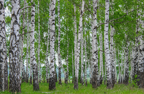 Birches in spring