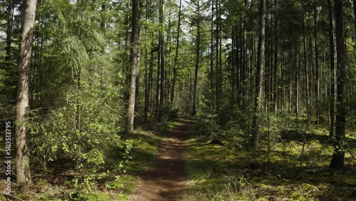 forest trees path green aerial drone shot