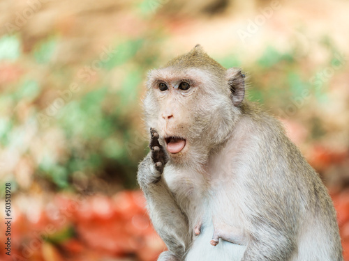 Photography The monkey was laughing with a cheeky expression, looking funny, joyful and happy alone in the nature park