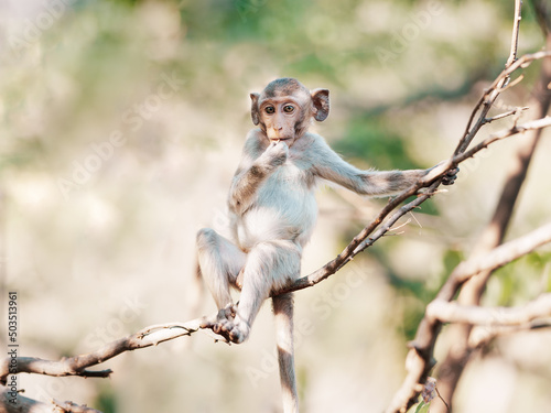 The little brown monkey in the forest park sits on the branch and is enjoying and making eye contact.