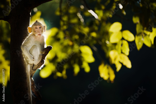 Photography A little monkey sits in the shade of a tree in a natural forest park and leave space for banner text input