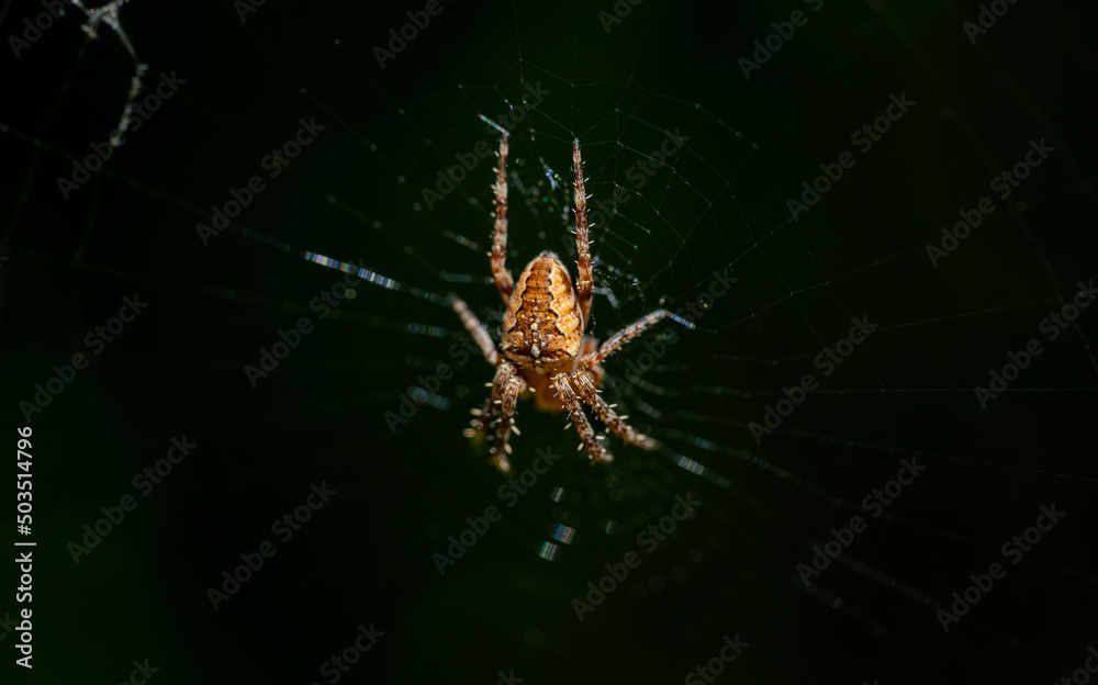 Macro photo of an European garden spider (Araneus diadematus) hanging on its web. Focus on the back. Macro photo of an European garden spider (Araneus diadematus) hanging on its web. Focus on the back.