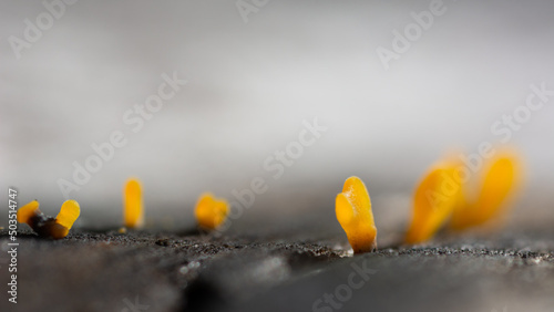 spring crocus flowers photo