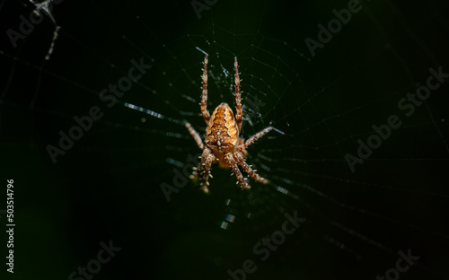 Macro photo of an European garden spider (Araneus diadematus) hanging on its web. Focus on the back.