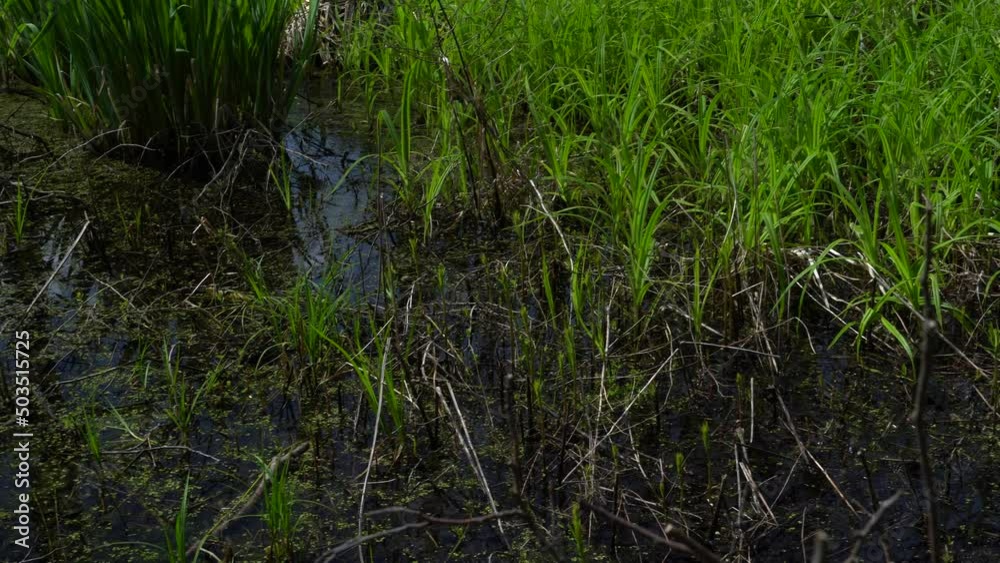 Spring landscape of the swamp in the forest.View of the green forest lake.Trees growing in green water in swamps in the Knyszyn forest. Spring landscape of the swamp in the forest.View of the green forest lake.Trees growing in green water in swamps in the Knyszyn forest.
