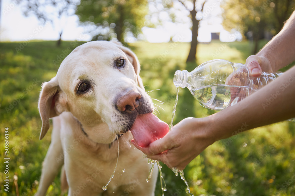 Dog drinking water from plastic bottle. Pet owner takes care of his labrador retriever during hot sunny day... - obrazy, fototapety, plakaty 
