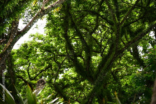 Exotic tropical trees, Pearl Farm Beach Resort, Davao del Norte, Philippines