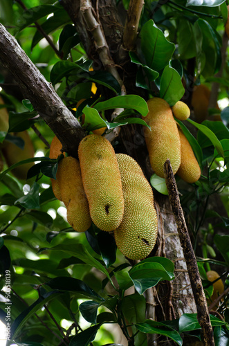 Asian local beautiful fruit Cempedak hangging on tree 