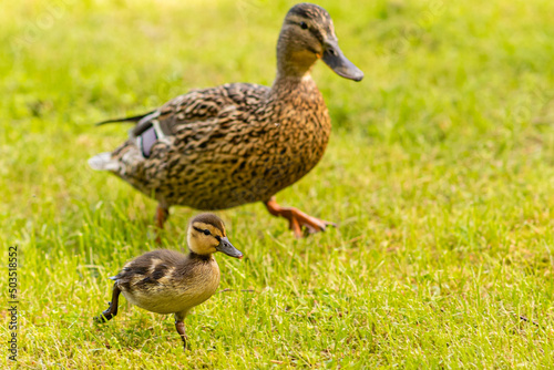 Fotografering Closeup shot of mallard ducks in the yellow field