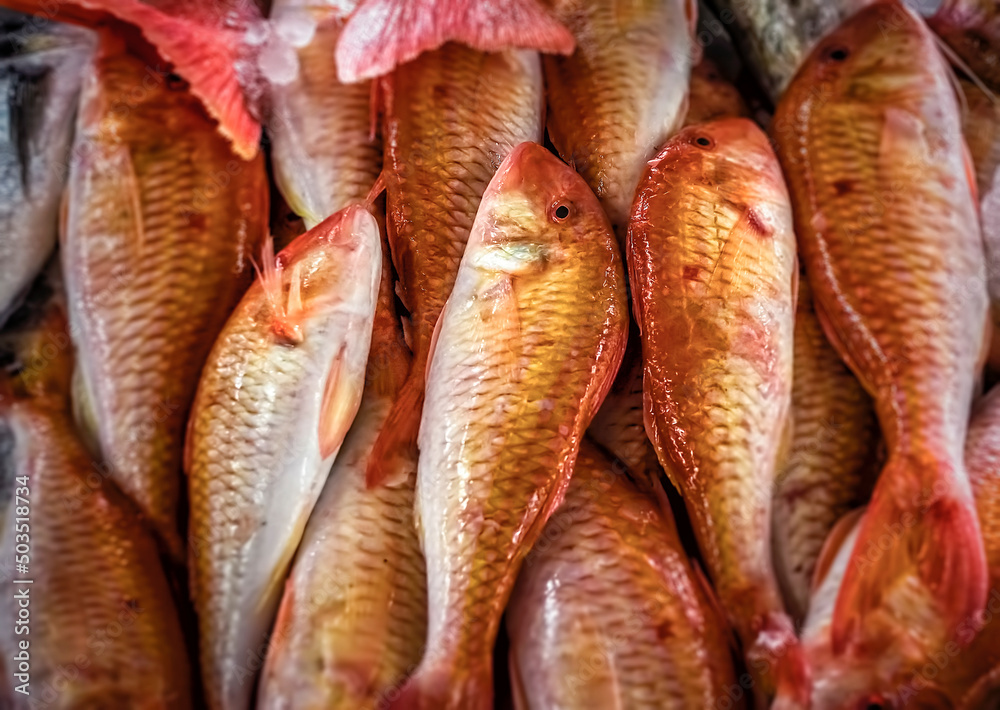 Red Mullet on display at Al Mina fish market in Abu Dhabi, United Arab