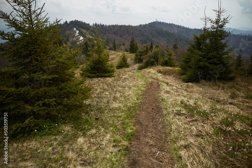 Mountain trail. Spring in Carpathian Mountains. Ukraine