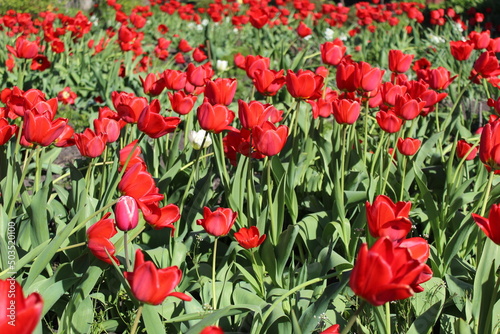 scarlet tulips