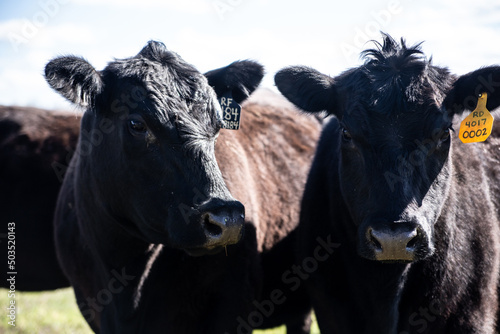 ranch photography